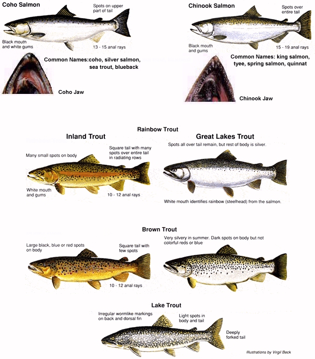 Illinois Fish Chart