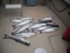 fishonfloor_small.jpg