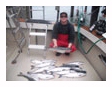 Captian John Wagner with his catch of salmon